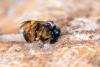 Osmia bicornis